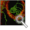 Aurora Satellite Picture