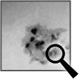 Sunspot